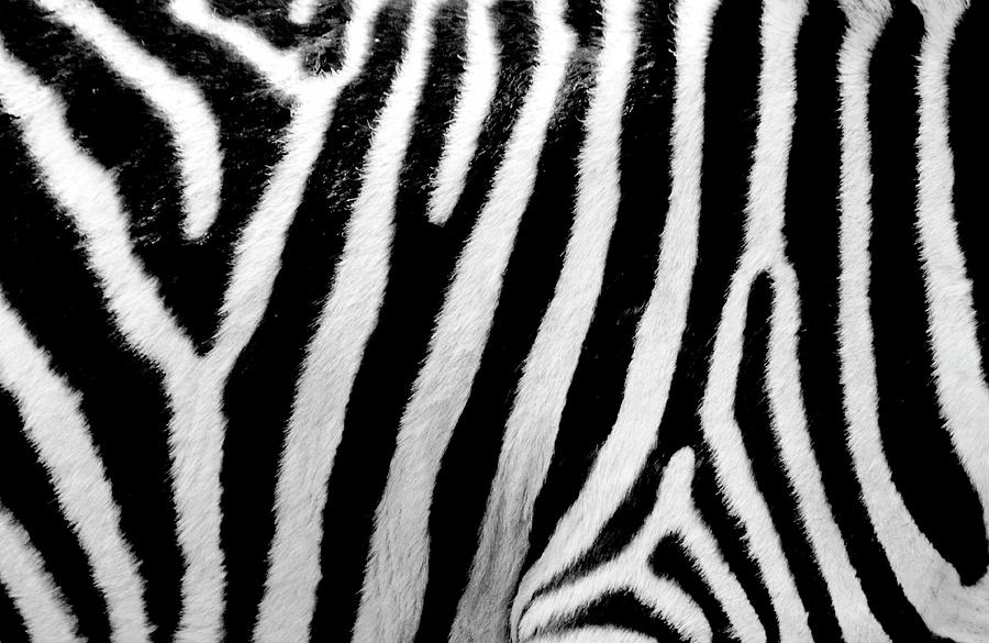 Zebra Up Close Photograph by Carolyn Hebbard