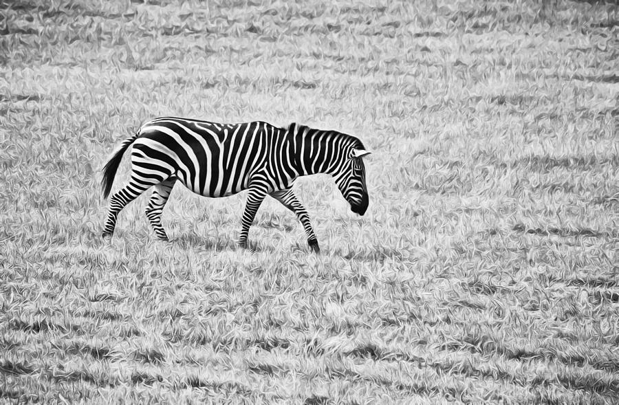 Zebra Walk B W Photograph by Gaby Ethington