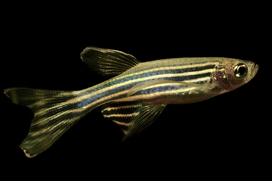 Zebrafish isolated on black background Photograph by Dan Olsen