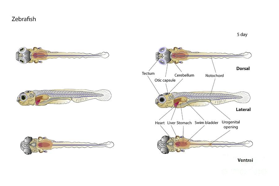 Zebrafish Larva Anatomy Photograph by Joe Brock, Research Illustration