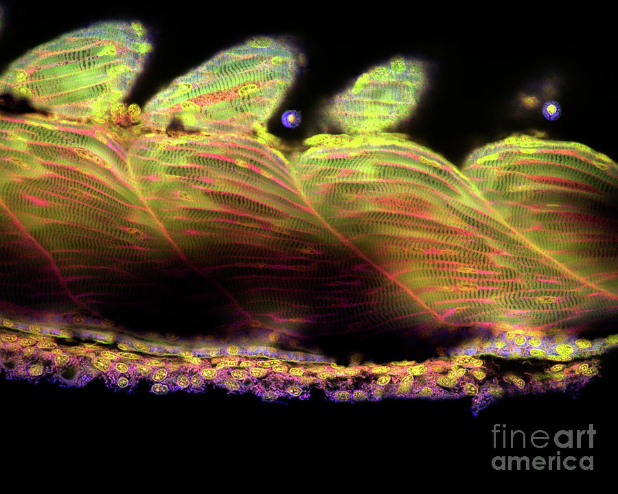 Zebrafish Muscle Photograph by Stefanie Reichelt/science Photo Library