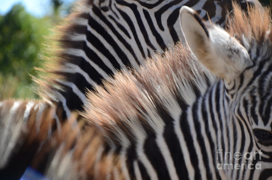 Zebras 3 Photograph by Robert Meanor