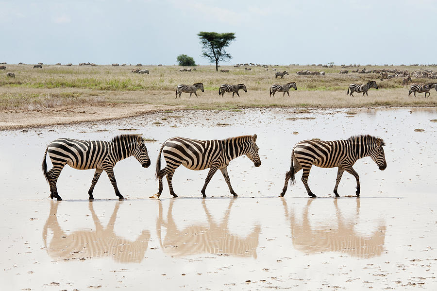 Zebras Photograph by Alatom