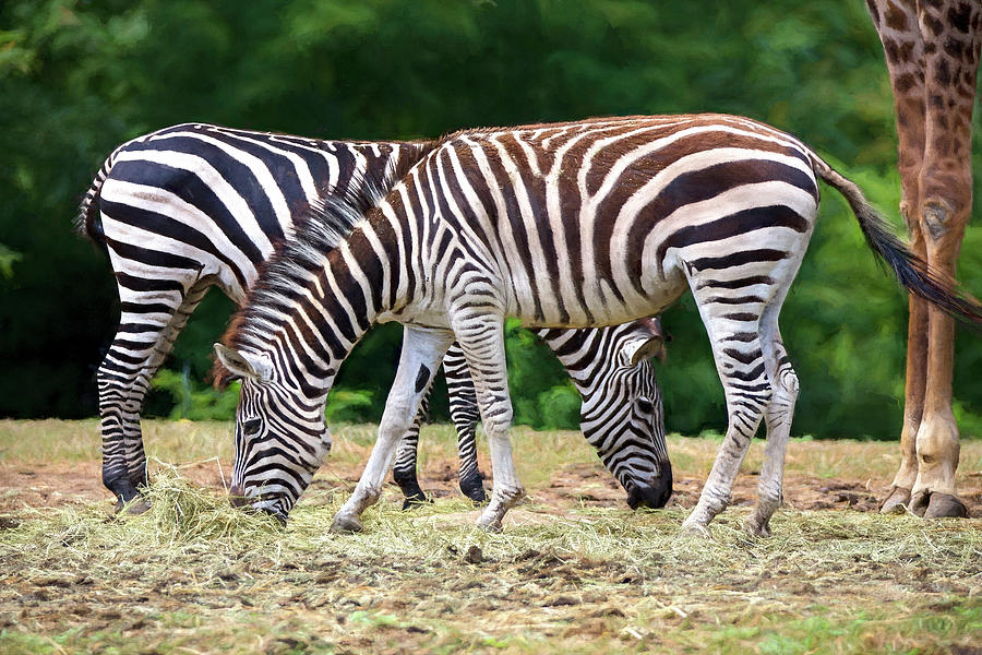 Zebras and a Giraffe Photograph by Deborah Penland