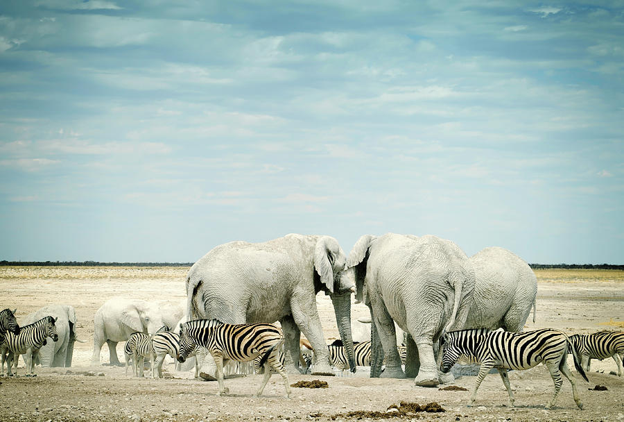 Zebras And African Elephants In Etosha Photograph by Brytta
