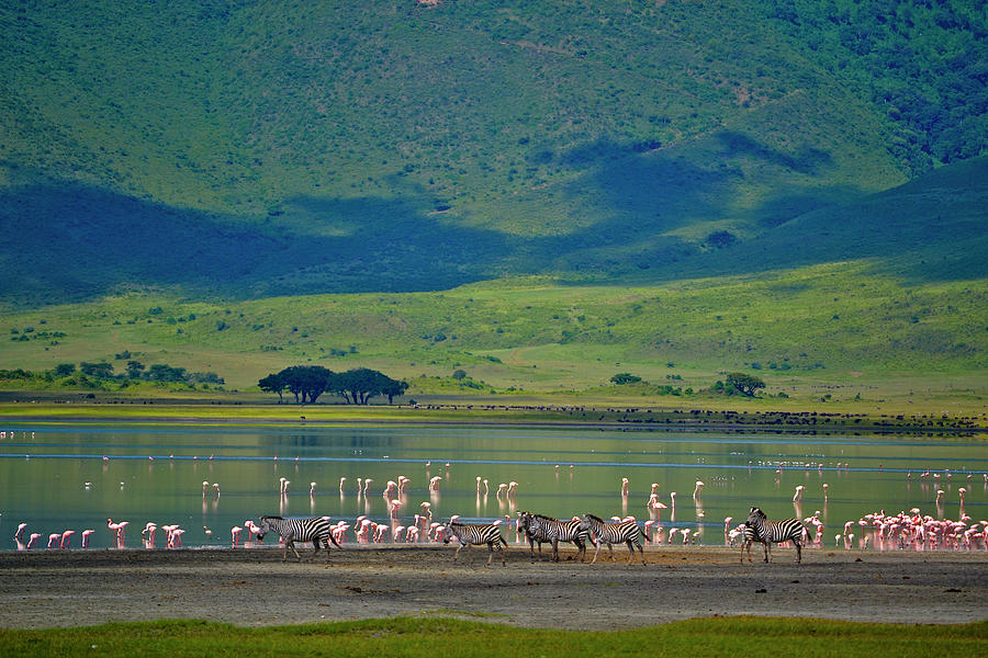 Zebras And Flamingos Near Ngorongoro Photograph by Antonio Ciufo