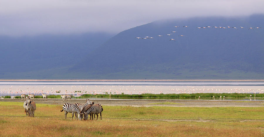 Zebras And Pink Flamingos - Tanzania Photograph by Christophe Paquignon