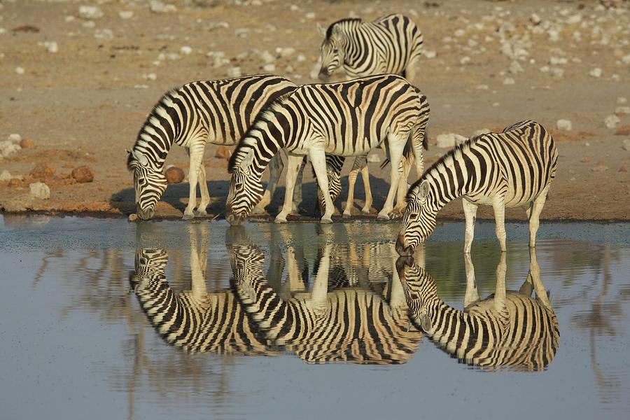 Zebras At A Watering Hole, Africa Photograph by Jalag / Cyril Ruoso