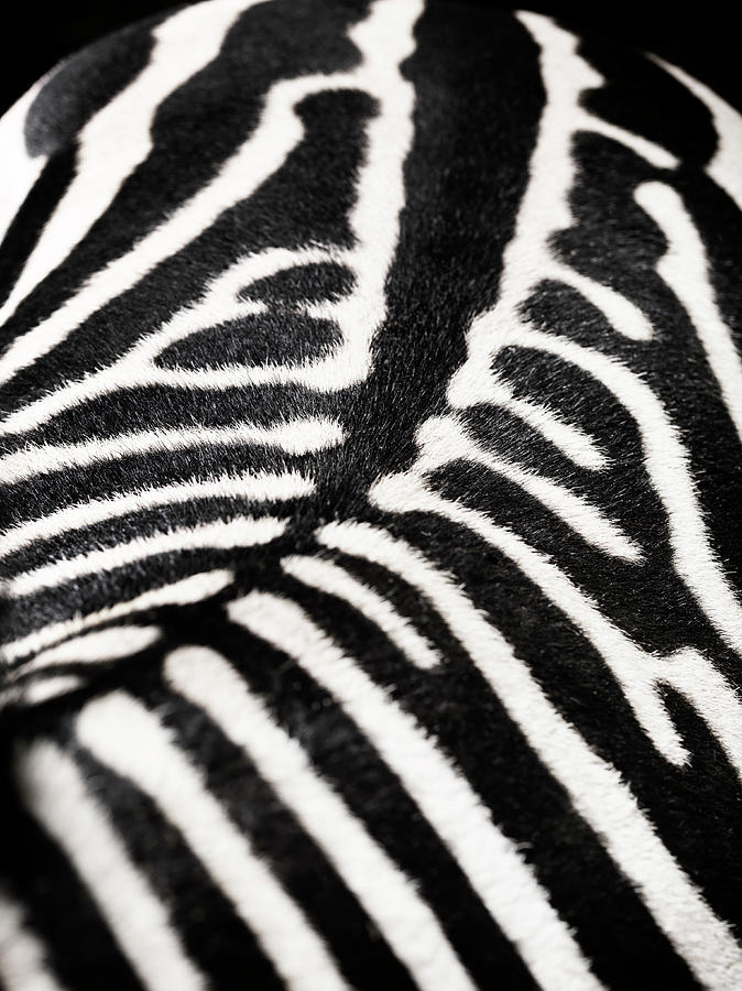 Black And White Zebra Print Background by Kosst
