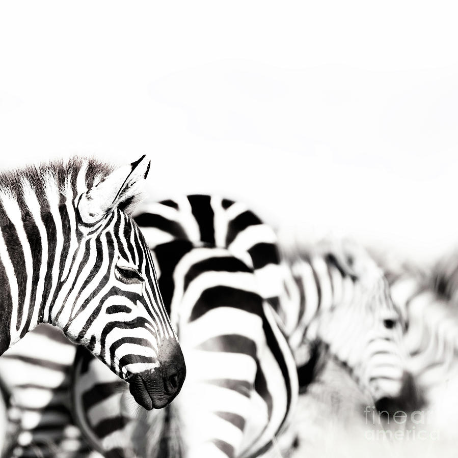 Zebras black and white Photograph by Jane Rix
