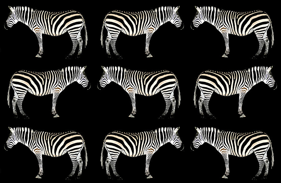 Zebras design A Digital Art by David Lee Thompson