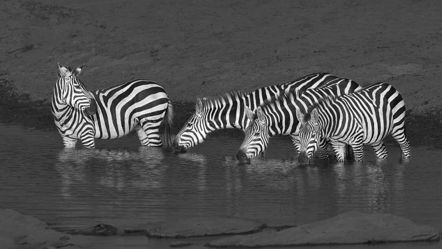 Zebras Drinking Photograph by Yun Wang