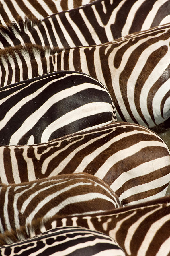 Zebras Equus Quagga Stripes, Masai Photograph by Federico Veronesi