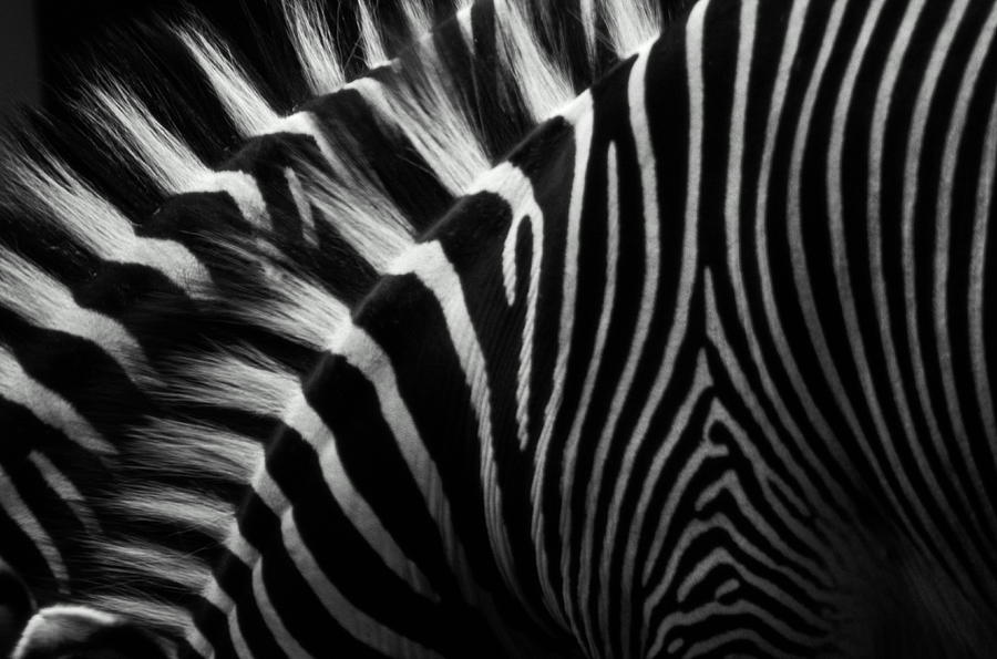 Zebras Equus Sp, Close-up Photograph by Henry Horenstein