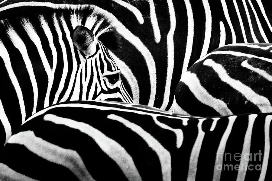 Zebras Eye Photograph by Sen Lin Photography