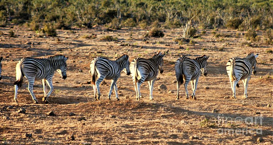 Zebras Photograph by FD Graham