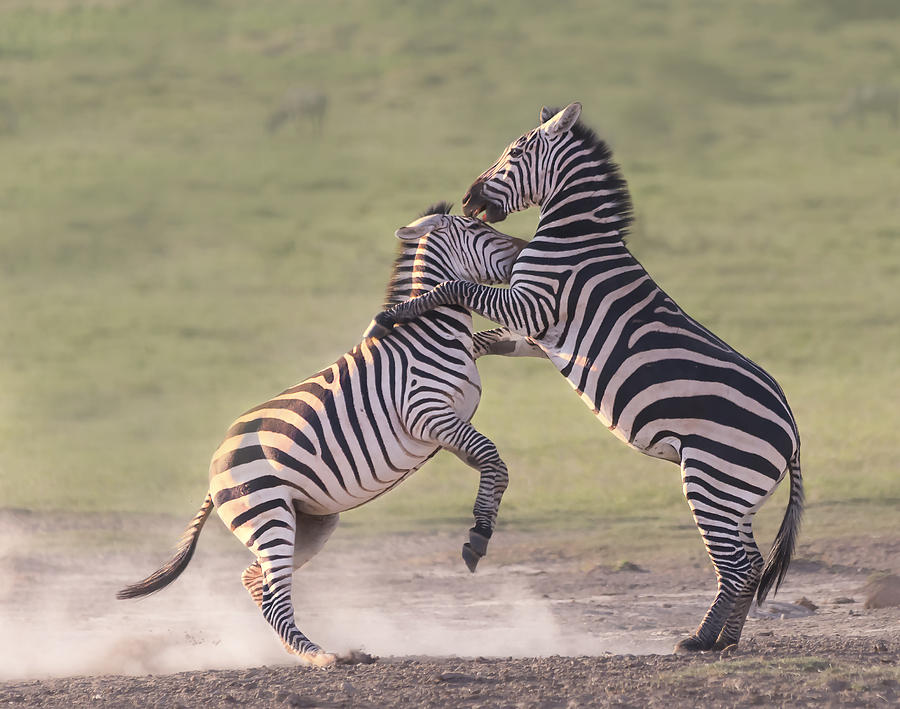 Zebras Fighting Photograph by Yun Wang