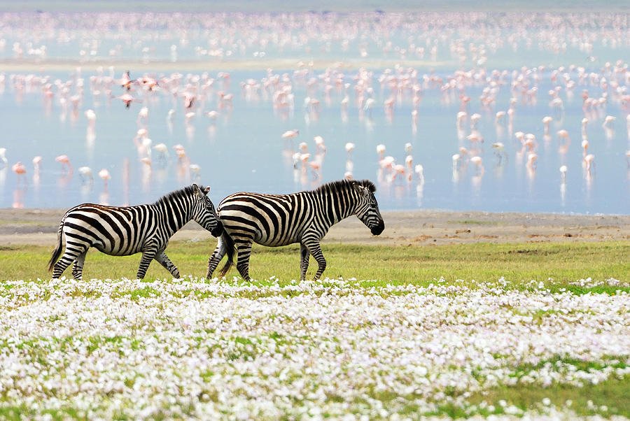Zebras, Flowers And Flamingos Photograph by Freder