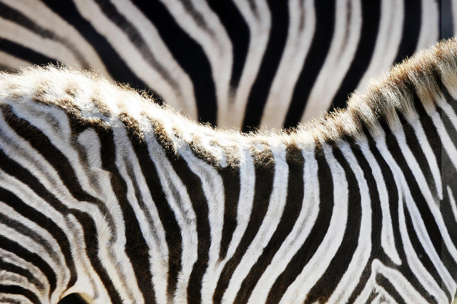 Zebras Photograph by Geri Lavrov