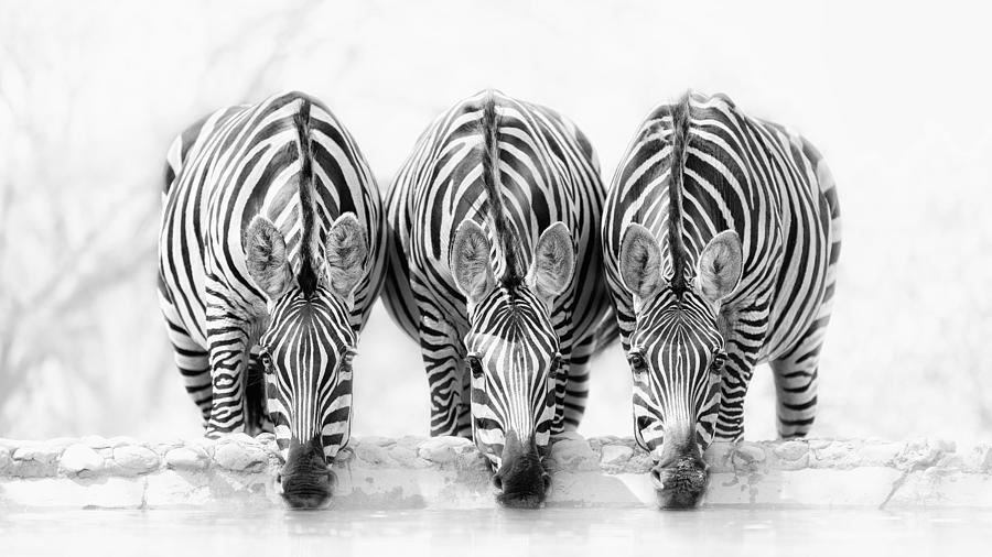 Zebras Photograph by Henry Zhao