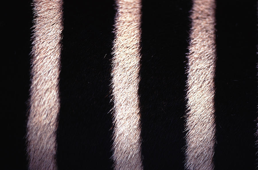 Zebras Hide Photograph by John Foxx Zebras Hide Photograph by John Foxx