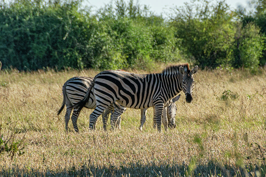 Zebras in Early Morning Photograph by Douglas Wielfaert