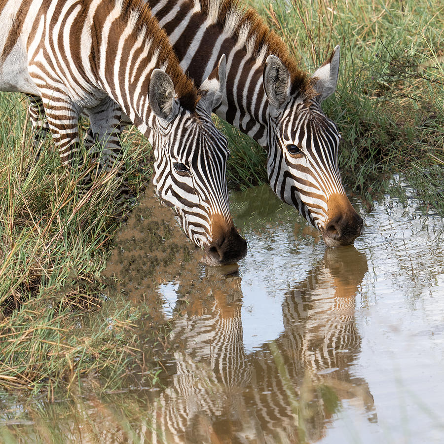 Nature Photograph - Zebras In Masai Mara by Joy Pingwei Pan