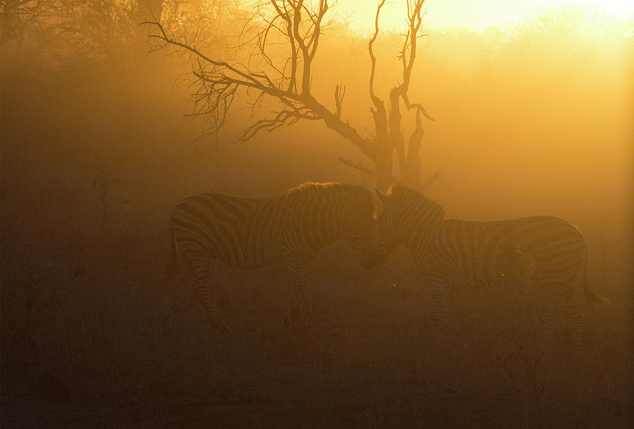 Zebras in the Morning Mist Photograph by Patrick Nowotny