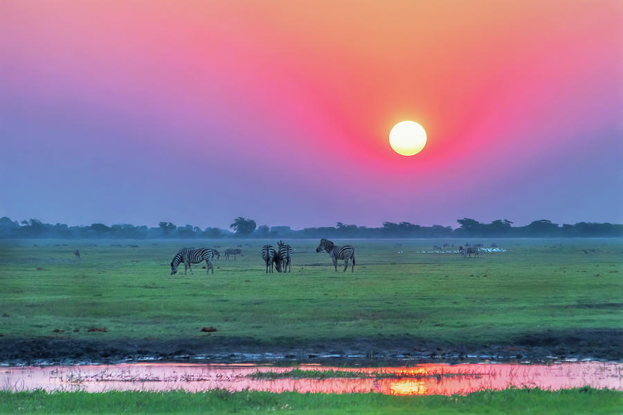 Zebras in the Sunset Photograph by Betty Eich