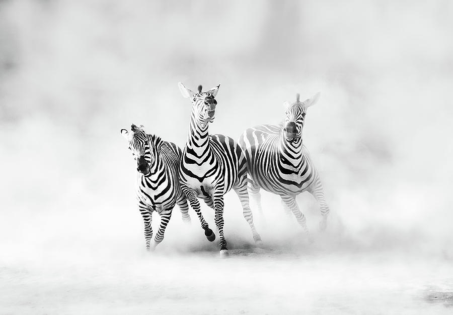 Zebra Photograph - Zebras by Juan Luis Duran