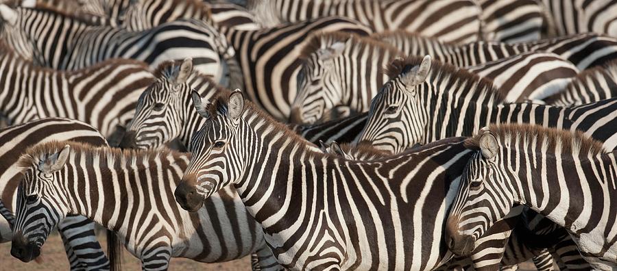 Zebras, Kenya, Africa Photograph by Design Pics / Keith Levit