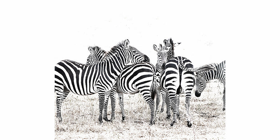 Wildlife Photograph - Zebras by Nadine Henley