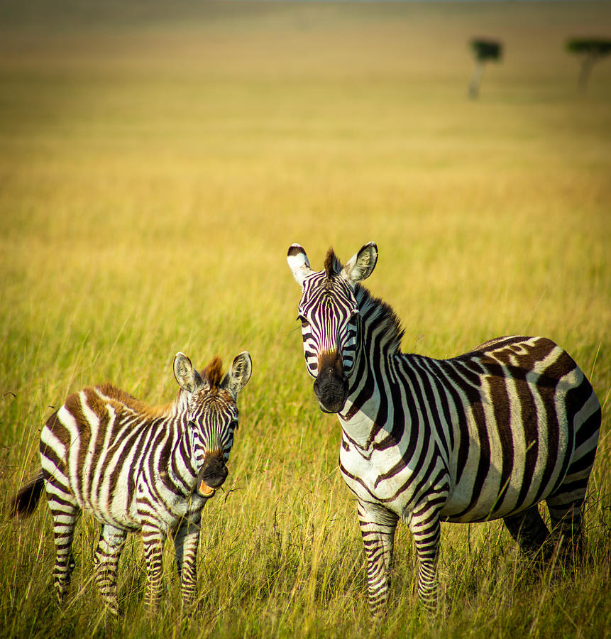 Zebras On Safari Photograph by Michael Howard
