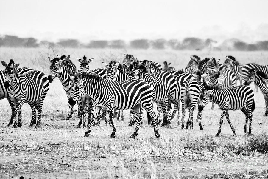 Zebras on the March Photograph by Bruce Block Zebras on the March Photograph by Bruce Block