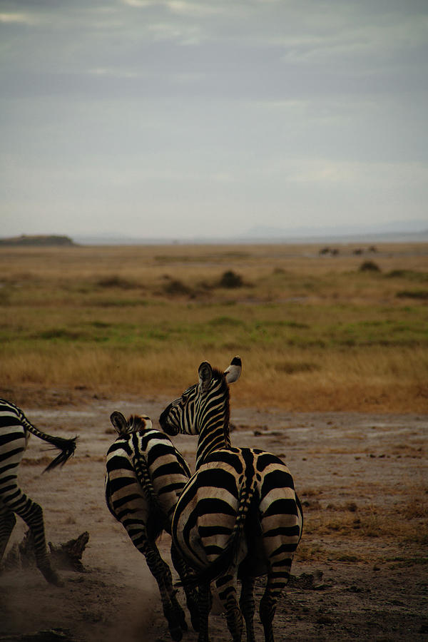 Zebras Running Away Photograph by Christian.plochacki