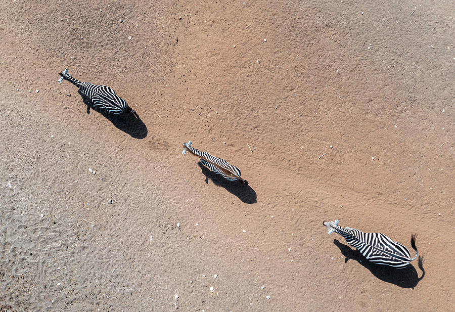 Zebra\s Trail Photograph by Shachar Efal