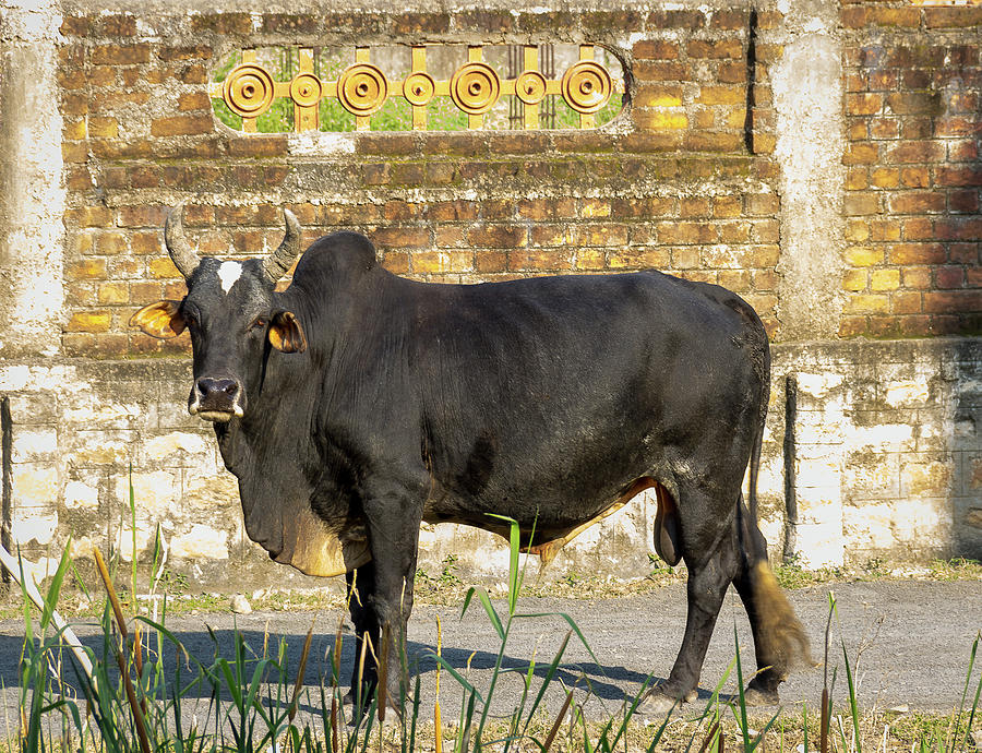 Zebu Bull in India Photograph by Amy Sorvillo