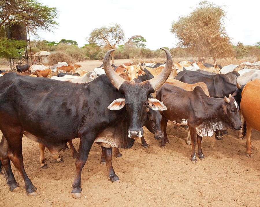 Zebu Cattle In Masailand, Kenya East Photograph by Brittak