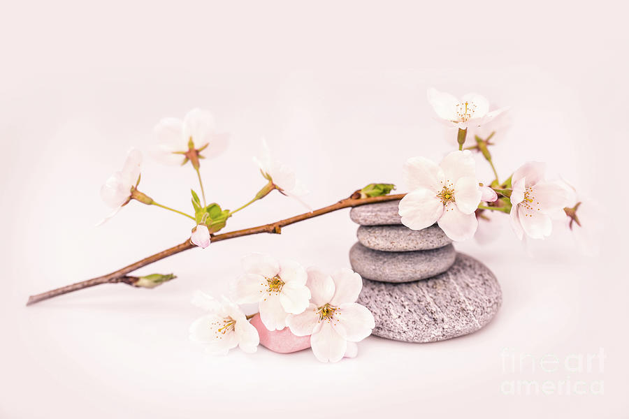 Spring Photograph - Zen Cherry blossom by Delphimages Photo Creations