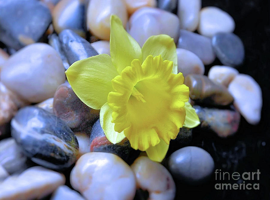 Zen ..daffodil on stones Photograph by Elaine Manley