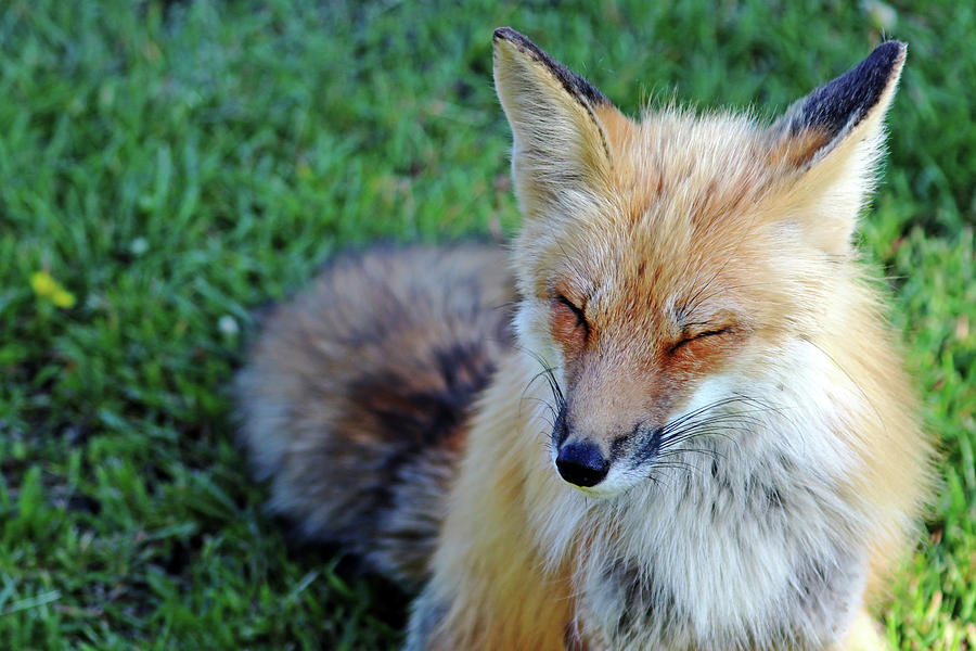 Zen Fox Photograph by Debbie Oppermann