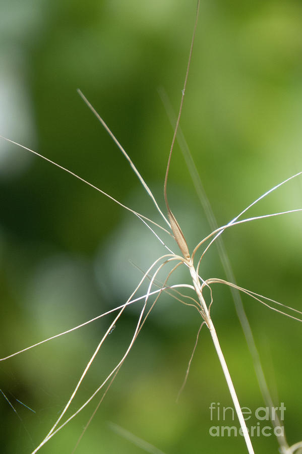 Zen Grass 1  Photograph by Christy Garavetto