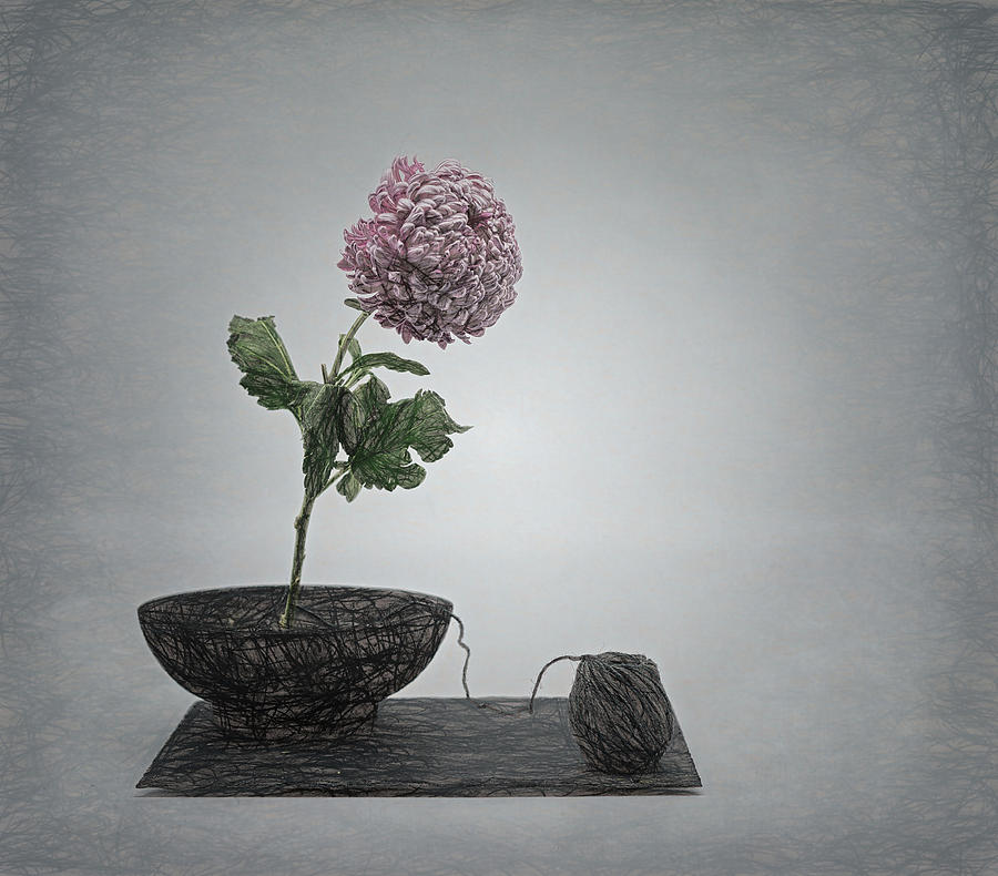 Zen Impression With Chrysant Flower And A Twist . Photograph by Saskia Dingemans