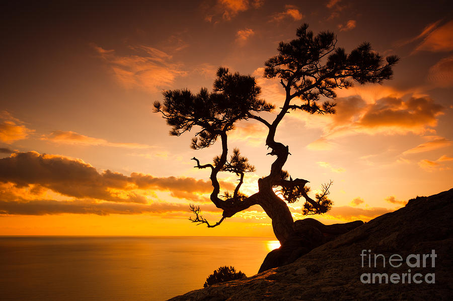 Sky Photograph - Zen Is A Tree On The Cliff Rocks And by Yarygin Sky Photograph - Zen Is A Tree On The Cliff Rocks And by Yarygin