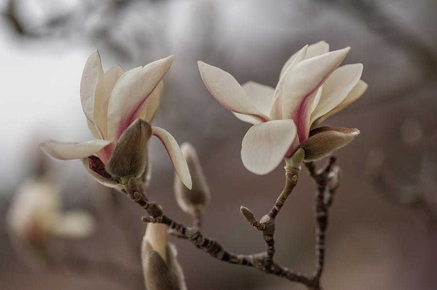 Zen Magnolia 1 Photograph by Jenny Rainbow
