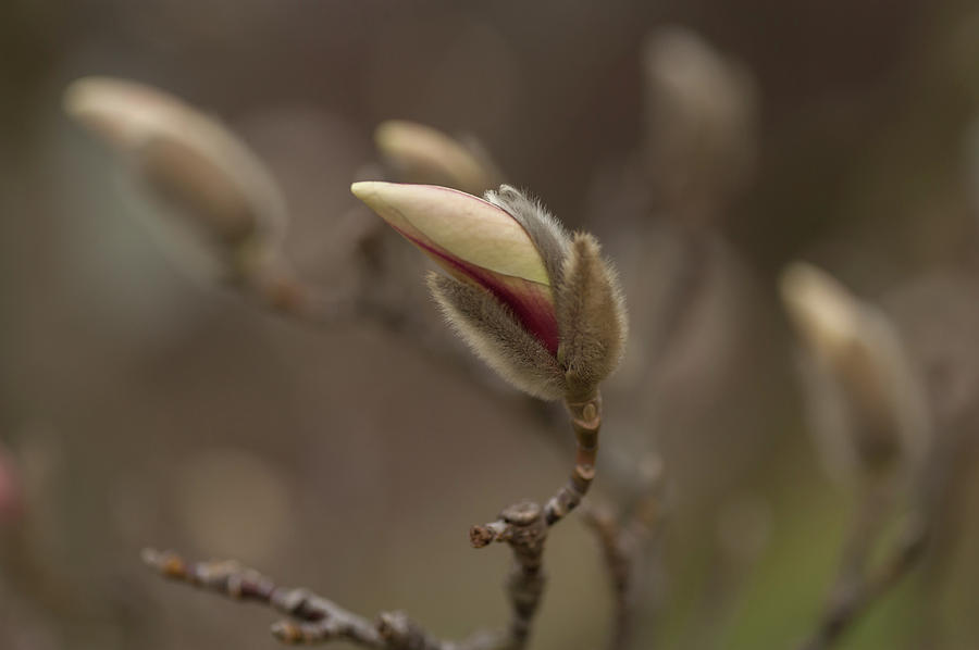 Zen Magnolia Blooms 1 Photograph by Jenny Rainbow