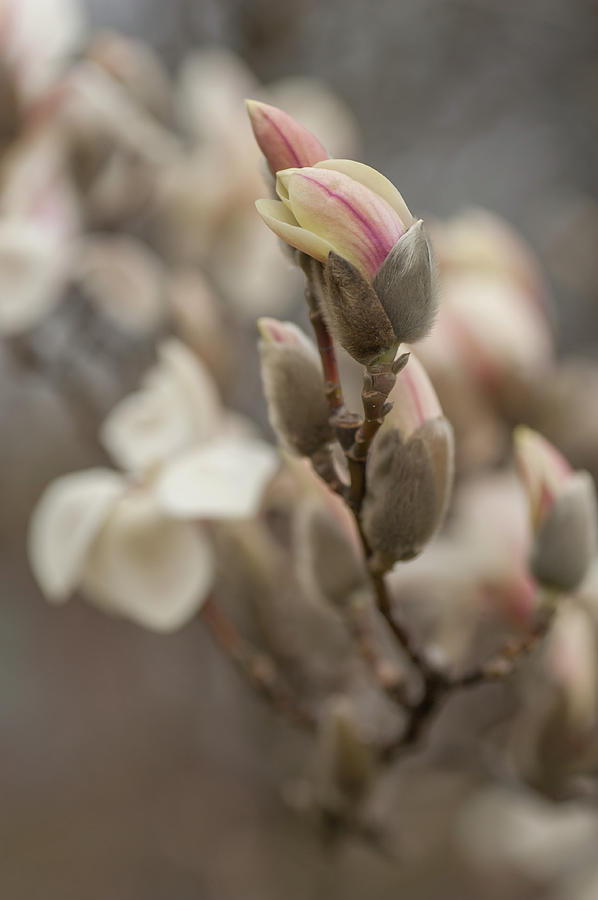 Zen Magnolia Blooms Photograph by Jenny Rainbow
