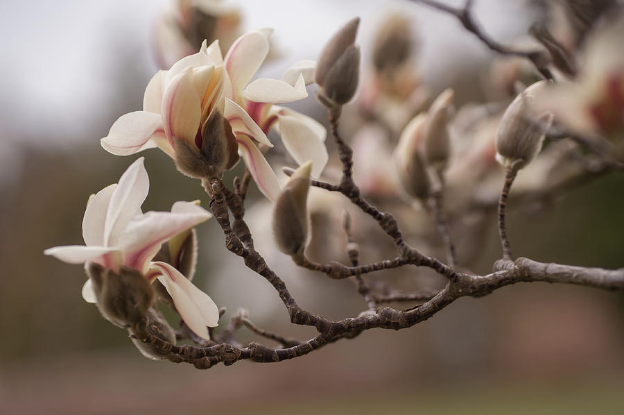 Zen Magnolia Blossom 1 Photograph by Jenny Rainbow