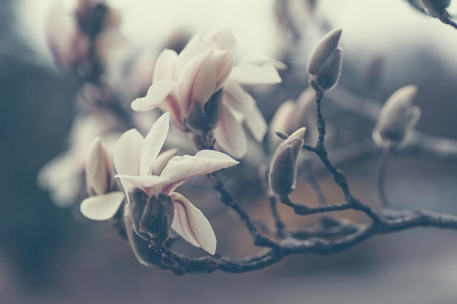 Zen Magnolia Blossom Boho Style Photograph by Jenny Rainbow