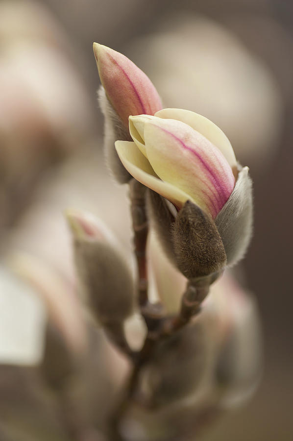 Zen Magnolia Buds Photograph by Jenny Rainbow